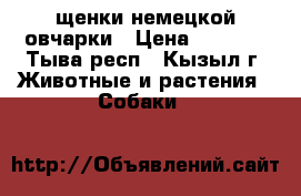 щенки немецкой овчарки › Цена ­ 5 000 - Тыва респ., Кызыл г. Животные и растения » Собаки   